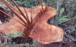Hàng chục khối gỗ rừng phòng hộ Đăk Hà bị đốn trộm