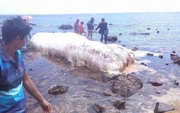 'Quái vật biển' liên tiếp dạt vào bờ Philippines