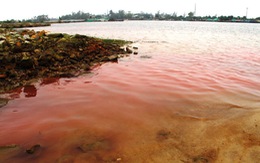 Dải nước đỏ ở biển Chân Mây - Lăng Cô là một loại tảo