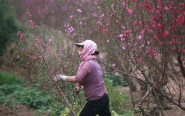​Quận Tây Hồ, Hà Nội xin trồng hoa đào dưới đường điện 110kv