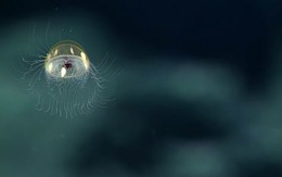 Lộ diện loài sứa tuyệt đẹp dưới lòng biển sâu