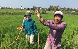 Bị tấn công 2.000 hecta lúa, Quảng Ngãi phát động diệt chuột