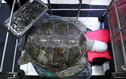Phẫu thuật cứu con rùa 59kg nuốt cả ngàn đồng xu