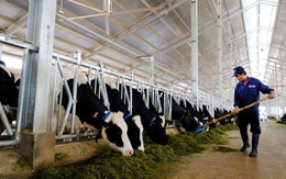 Sản xuất sữa organic chuẩn châu Âu tại Lâm Đồng