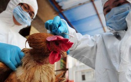 Trong tủ lạnh, virút chết người H7N9 có thể sống nhiều tháng