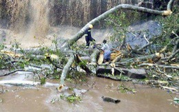 Đi tắm thác, 20 học sinh Ghana bị cây ngã đè chết