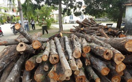 Phó thủ tướng yêu cầu Phú Yên báo cáo vụ phá rừng phòng hộ