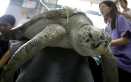 Du khách ném đồng xu, rùa Thái 25 tuổi chết tức tưởi