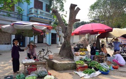 Hà Nội kiểm điểm vụ chặt cây ồ ạt ở xã Cẩm Yên