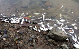 Cá chết hàng loạt quanh vệt nước vàng ở cảng Chân Mây