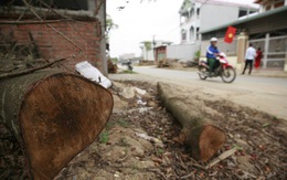 Thêm một xã 'chặt cây ồ ạt' ở huyện Thạch Thất