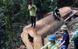 Để cây bị chặt, trưởng trạm bảo vệ rừng bị cách chức