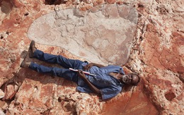 Phát hiện dấu chân khủng long lớn nhất thế giới ở Úc