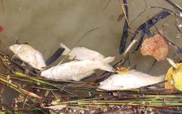 Cá sông Trầu chết hàng loạt do vi khuẩn gây bệnh xuất huyết