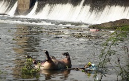 Vĩnh Phúc điều tra vụ vứt xác động vật trên sông Phó Đáy