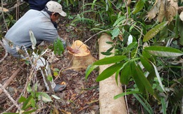 Giám đốc sở xin rút phát biểu vụ chuyển đổi rừng Phú Yên