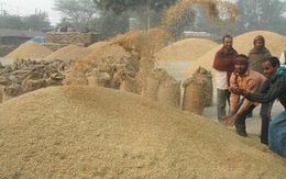 ​Italy bày tỏ quan ngại về gạo nhập khẩu từ Đông Nam Á