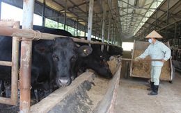 ​Nhật Bản nuôi bò Kobe tại Quảng Bình