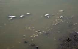 Nguồn nước làm cá chết có thông số sắt vượt quy định