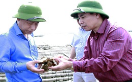 Xác định nguyên nhân làm hàng ngàn tấn hàu chết tại Quảng Ninh