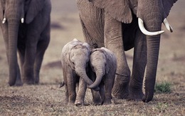 'Tan chảy' với những chú voi con cực dễ thương