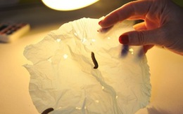 Sâu bướm và giải pháp sinh học phân hủy túi ni lông