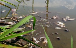​Cá chết hàng loạt gần khu công nghiệp Quán Ngang