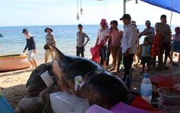 Cá voi 700kg chết dạt vô bờ biển miền Trung