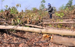 Yêu cầu xử lý hình sự vụ đốn hạ 10ha rừng tràm
