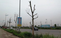 Hàng trăm cây xanh chết khô trên đường Lý Sơn, cầu Đông Trù