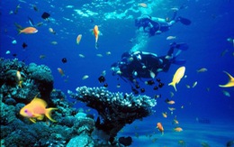 ​Cấp thiết bảo vệ hệ sinh thái biển Rạn Trào