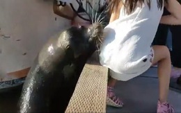 Chơi đùa với sư tử biển, bé gái bị lôi tuột xuống nước 
