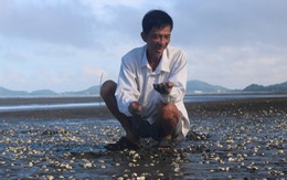 Cá, nghêu chết ở Hà Tiên: Có hóa chất trong nước biển