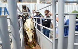 Tập đoàn TH nhập gần 1.300 con bò sữa cao sản từ Mỹ