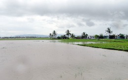 ​Nhiều nơi đạt đỉnh lũ, Ninh Thuận ra công điện ứng phó