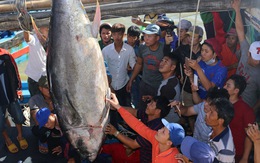 Câu được cá ngừ vây xanh 240kg tại Trường Sa
