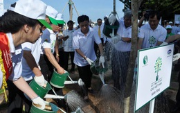 Vinamilk tài trợ hơn 100.000 cây đước cho Bà Rịa - Vũng Tàu