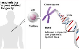 ​Nhật Bản phát hiện gien giúp sống lâu trăm tuổi