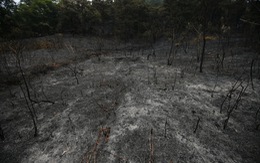 ​Điều tra nguyên nhân vụ cháy 50ha rừng tại Sóc Sơn