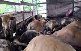 16 con bò trong chuồng chết vì điện giật