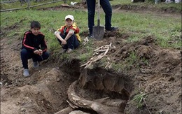 Phát hiện cặp ngà voi cổ 400.000 năm tại Siberia