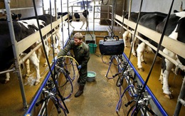 Tòa công lý châu Âu tuyên sữa đậu nành không phải là sữa