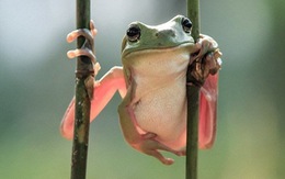 ​Costa Rica phát hiện loài ếch được cho là đã tuyệt chủng