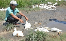 Cá, vịt chết hàng loạt ở khe Dốc Đỏ, Quảng Nam