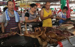 Trung Quốc: Khai mạc lễ hội thịt chó bất chấp tai tiếng