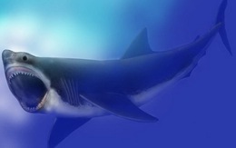 Vì sao loài cá mập lớn nhất thế giới biến mất không tung tích?