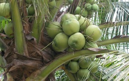 ​Tỉnh Bến Tre xây dựng chuỗi giá trị dừa xiêm xanh