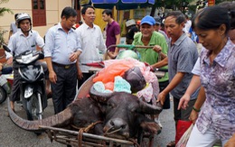 Lấy sự tàn bạo của chọi trâu làm trò vui lễ hội?