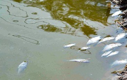 Liên tục xảy ra hiện tượng cá chết tại Đầm Dơi
