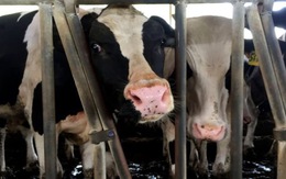 4.000 con bò sữa đi máy bay từ Đức đến Qatar